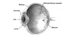 A diagram of a human eye Description automatically generated